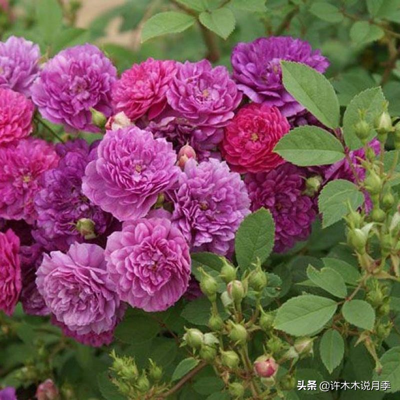 推荐一下多头月季花,100种月季品种大全