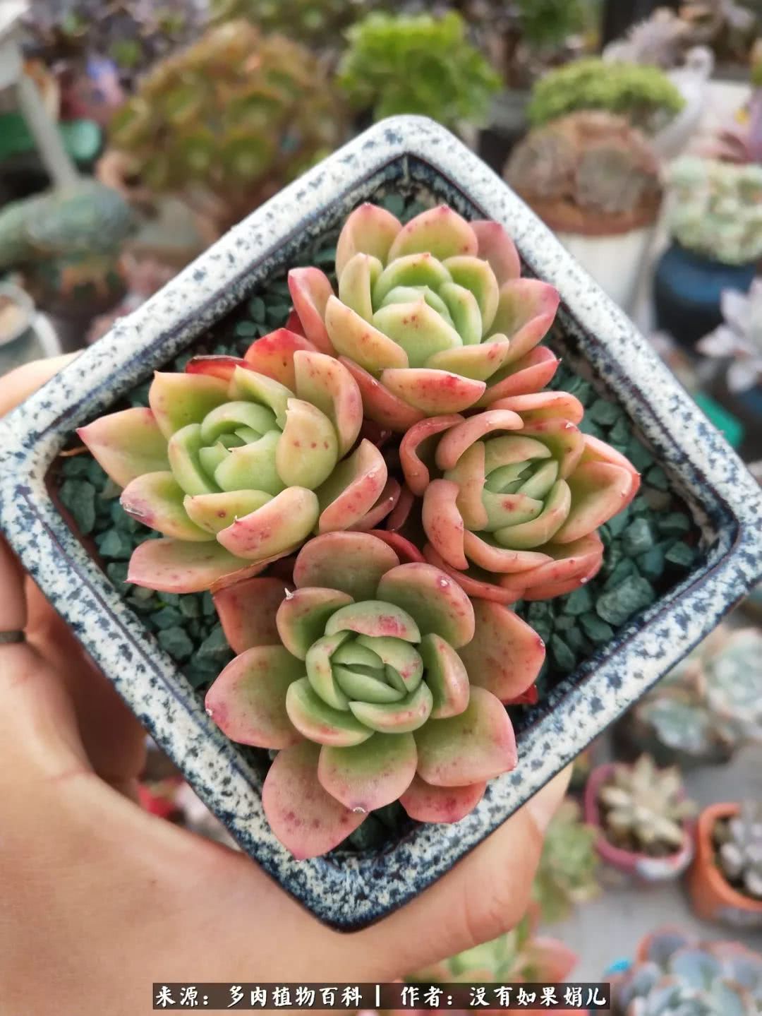 明人不说暗话，我为多肉而来！