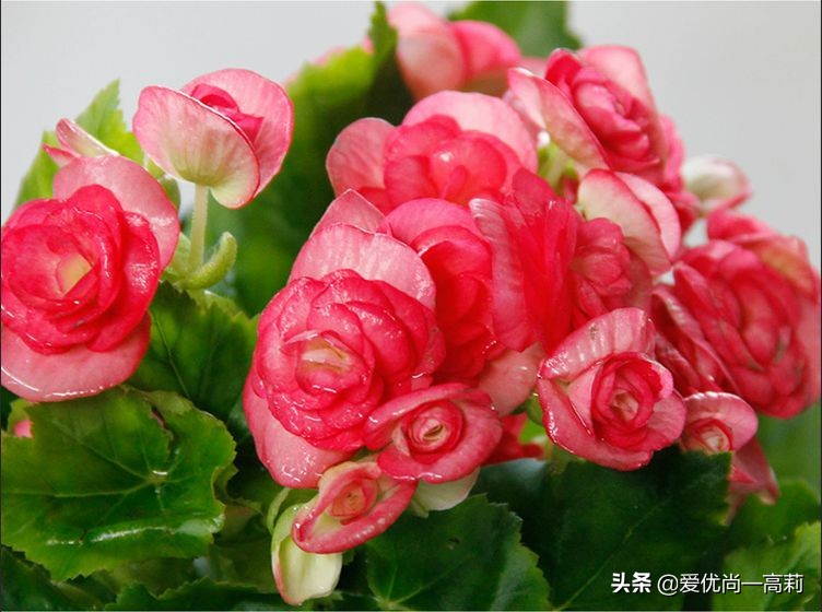 完美搭配,背阴阳台咱们也可以打造一个花园!