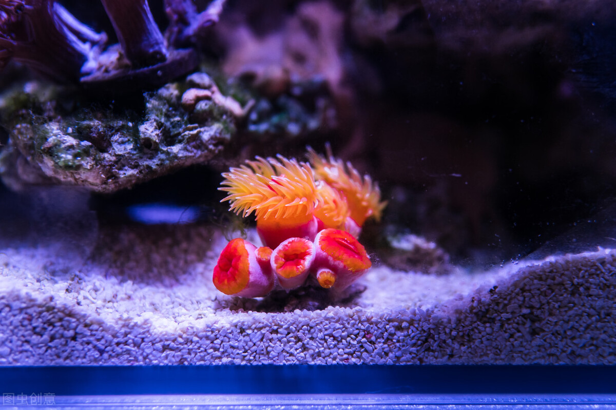 玩海水缸费钱吗,玩海水用什么鱼缸