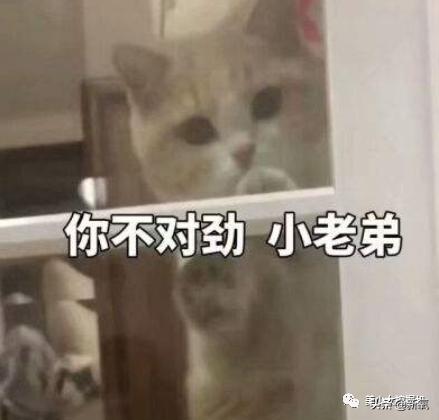 比小团团还火的女主播乔碧萝,斗鱼一姐小团团视频