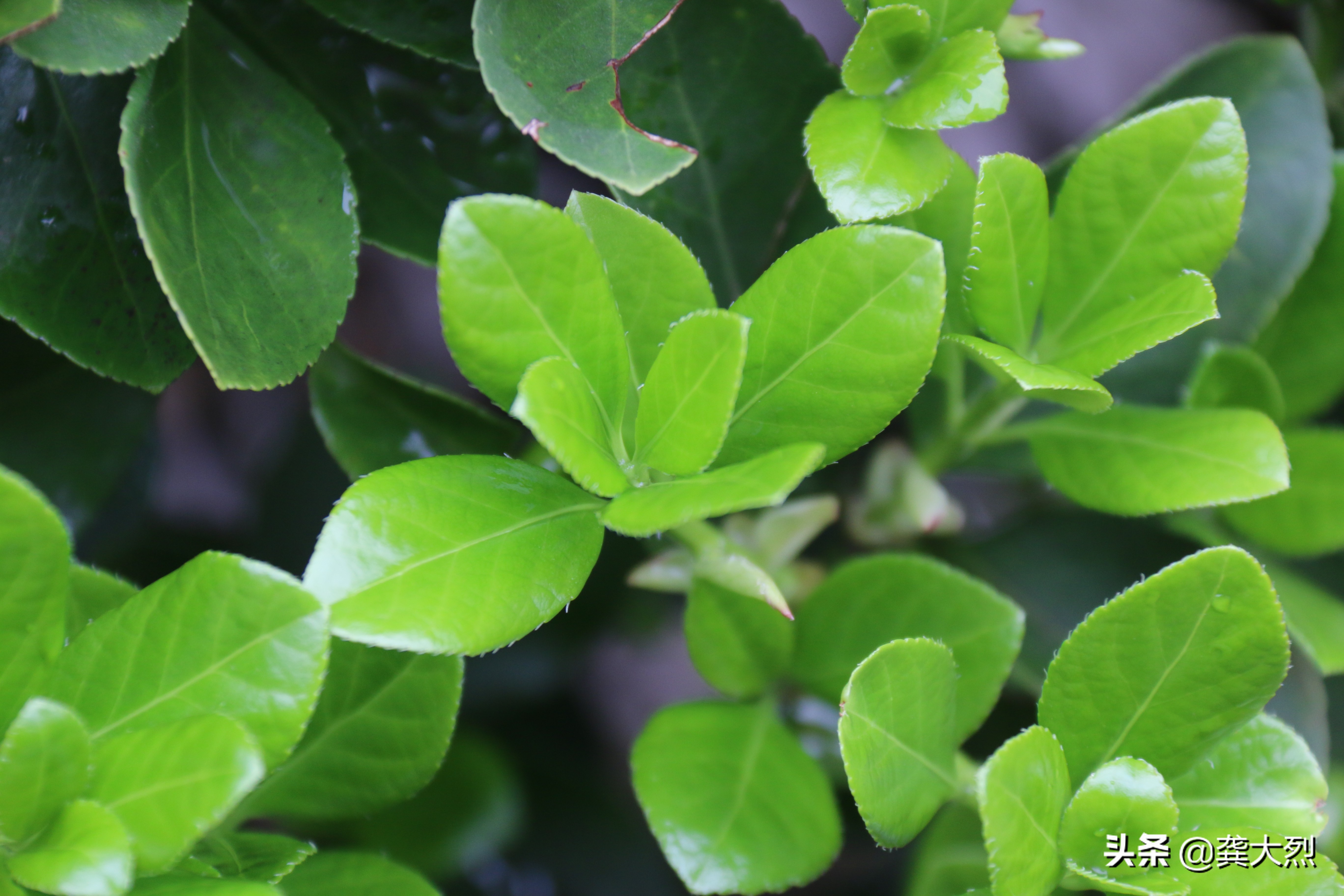 好样的中国队,中国男篮久违的胜利