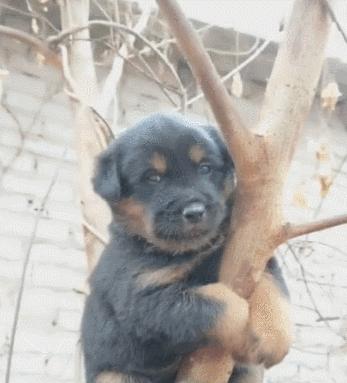 整车企业配套是什么意思,国产汽车主机厂缩写