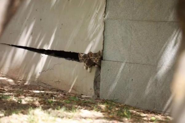 晚会喵、监考喵、楼长喵，被大学生宠爱也太幸福了吧