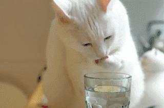 对着猫吹气会怎么样,对着猫吹烟有害吗