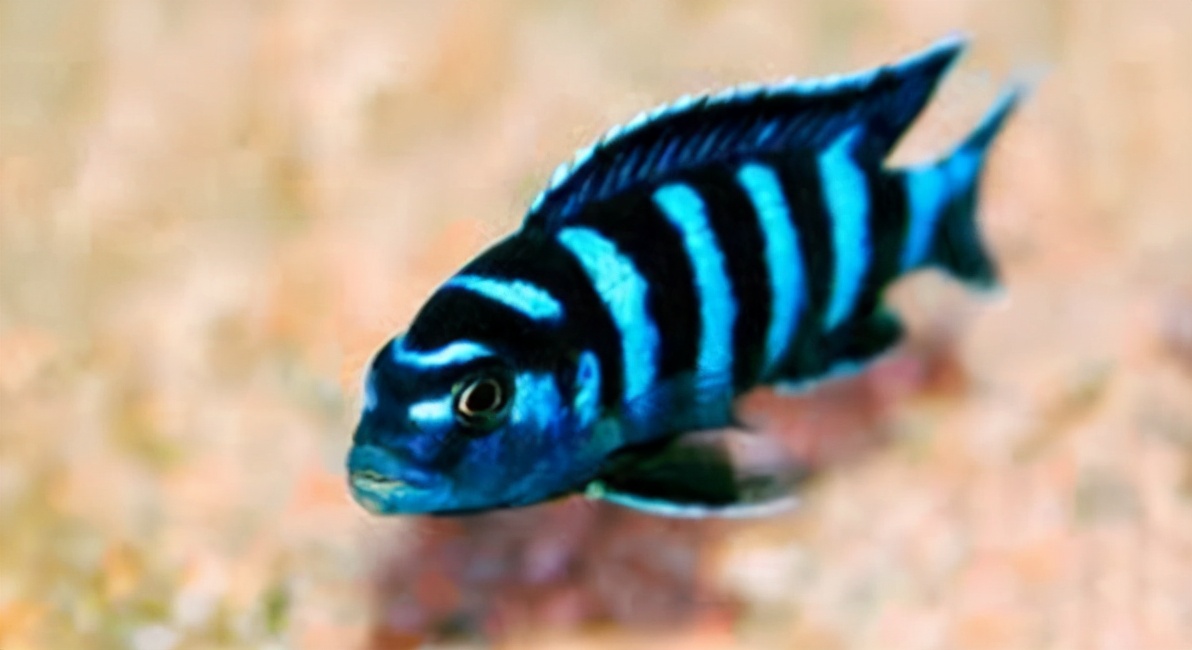 蓝阿里三湖慈鲷凶吗,三湖慈鲷和什么混养