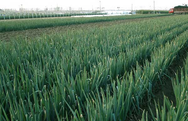 洋葱紫斑病预防,洋葱病害紫斑病