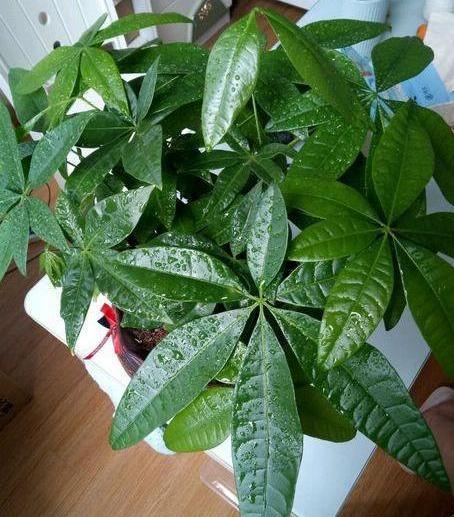 在家里养殖致富,发财树黄叶烂根怎么处理