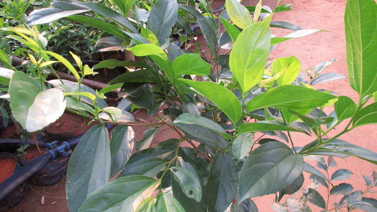 故宫里藏了什么宝藏,故宫藏秘酒