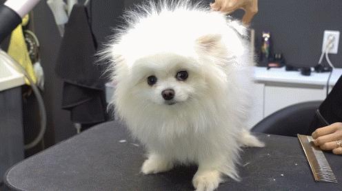 养狗老死什么预兆,家里养狗老死有什么说法