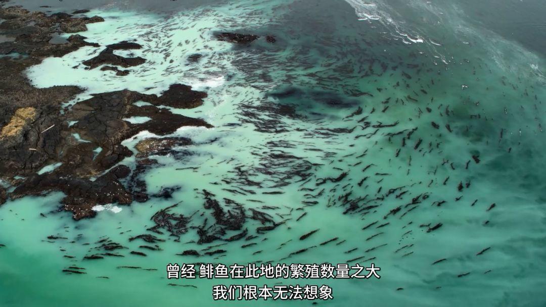 网飞2020高分电视剧排行榜,网飞高分剧排行榜在哪看