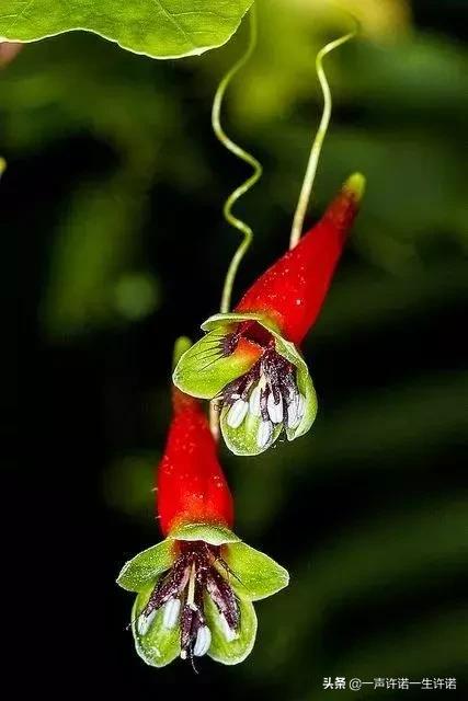 从未见到的怪花,从没见过的奇花