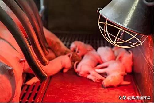 母猪超过预产期产仔少吗,母猪肚子小产仔就一定少吗