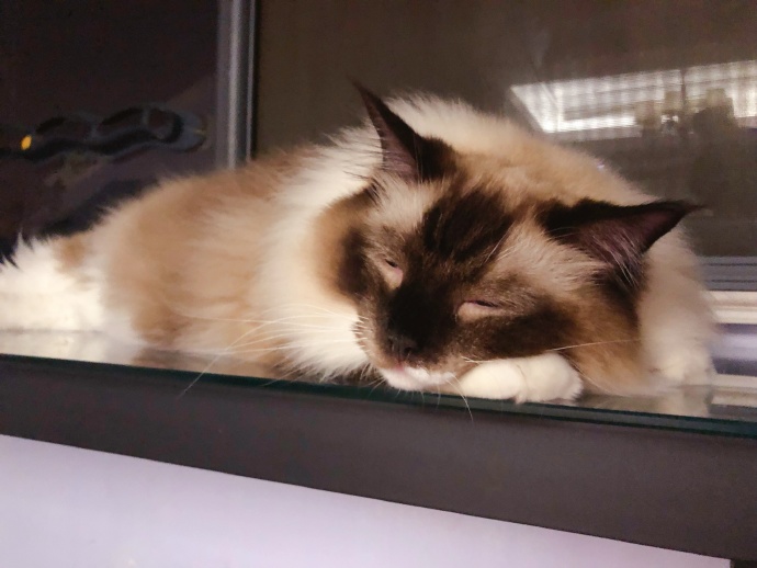 猫咪体外除虫会不会在家里,给猫咪洗澡能杀死跳蚤吗