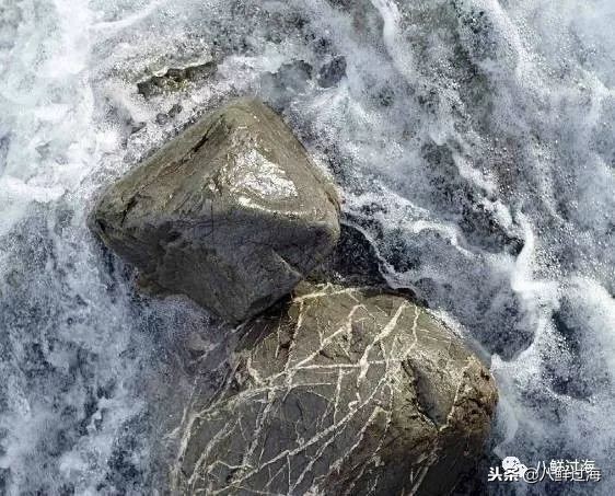 引入活青口贝、鲜帝王鲑,新西兰海产出口商的新生力量!