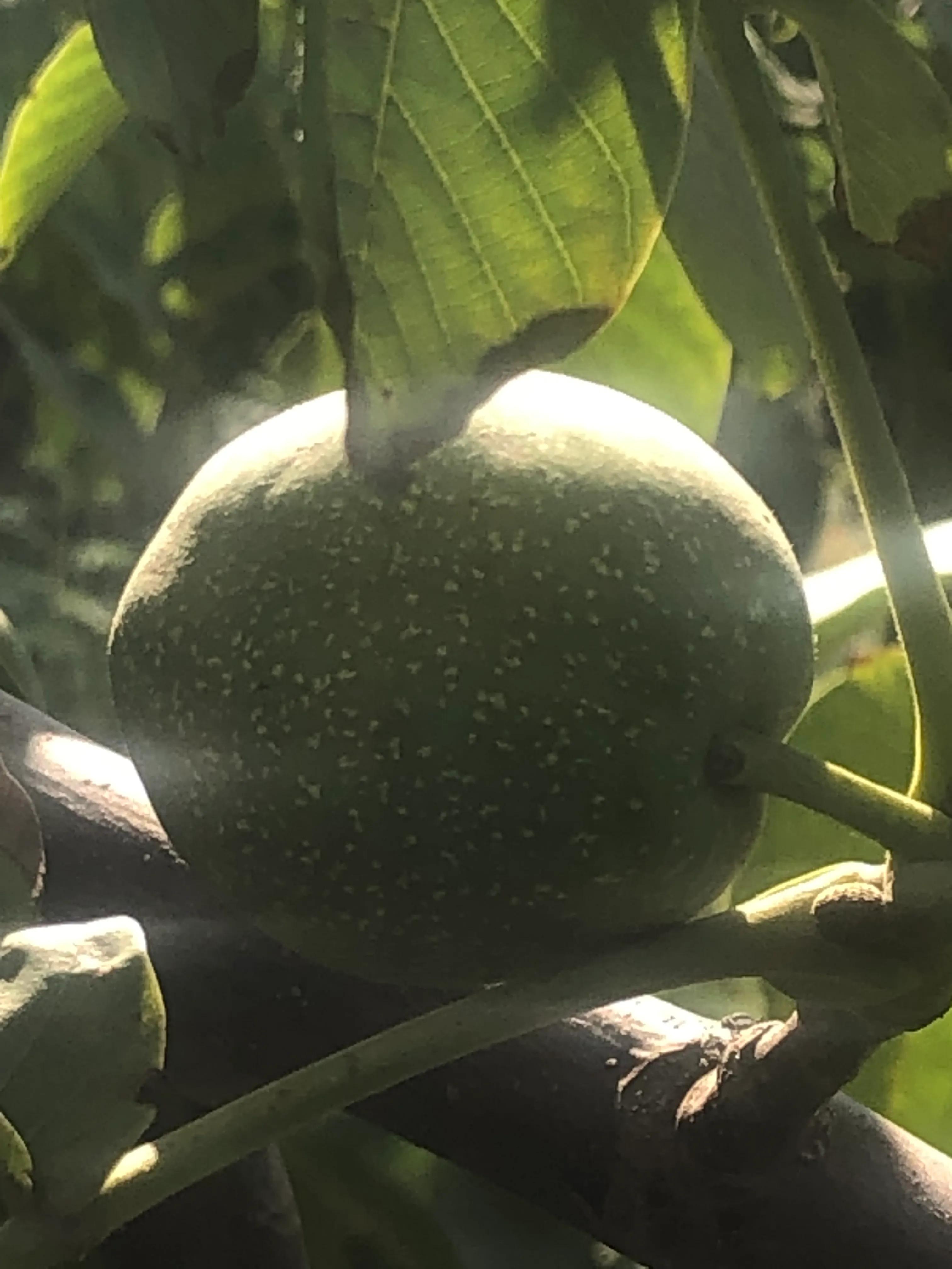 核桃树象征意义多子多福,核桃树红色代表什么