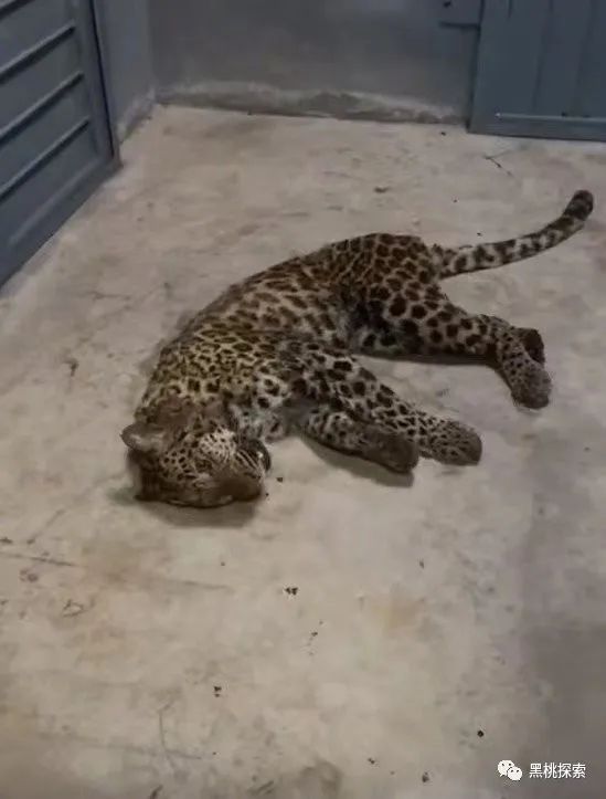金钱豹逃跑过程,金钱豹最怕什么动物
