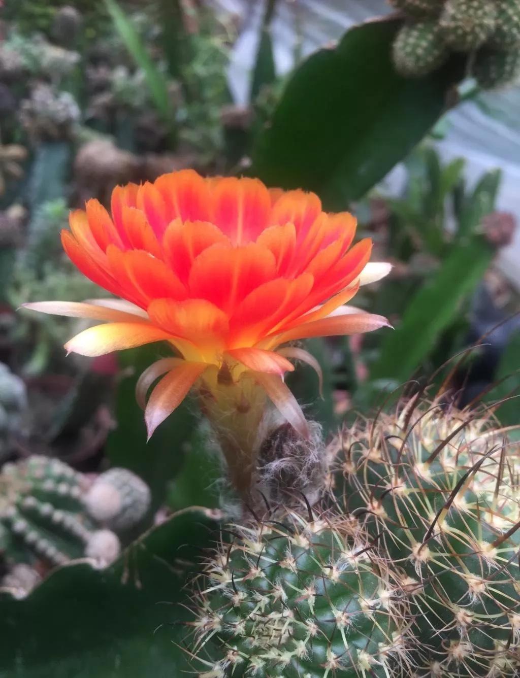 100种仙人球花图片,100种仙人球的品种视频