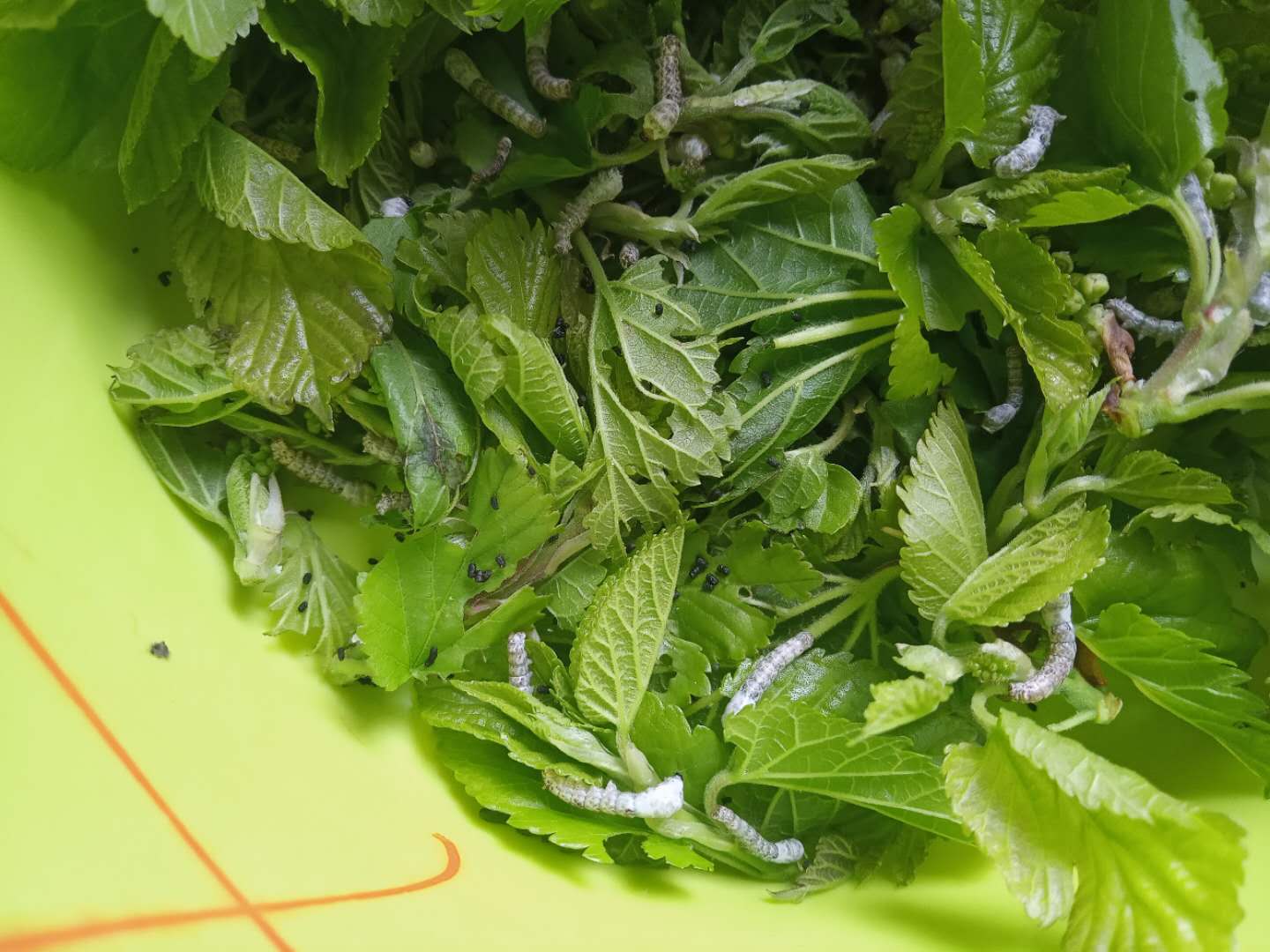 让孩子养个蚕宝宝,小学生在家里怎么养蚕宝宝