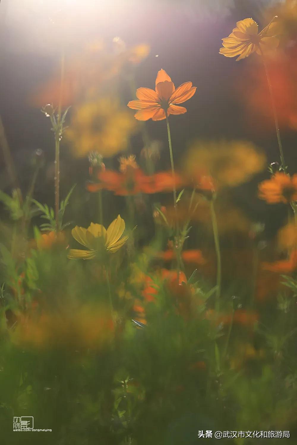 2019年4月武汉赏花攻略,武汉秋季赏花推荐最新