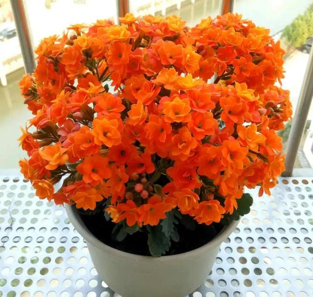 十大吉祥花,十大旺宅吉祥花