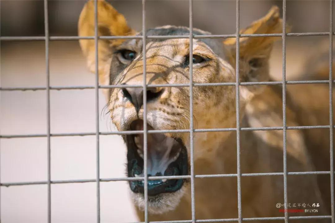 去南京金牛湖野生动物王国堵车吗,南京金牛湖野生动物王国最新活动