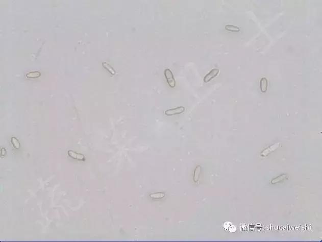 蔓枯病防控,蔓枯病怎么防治