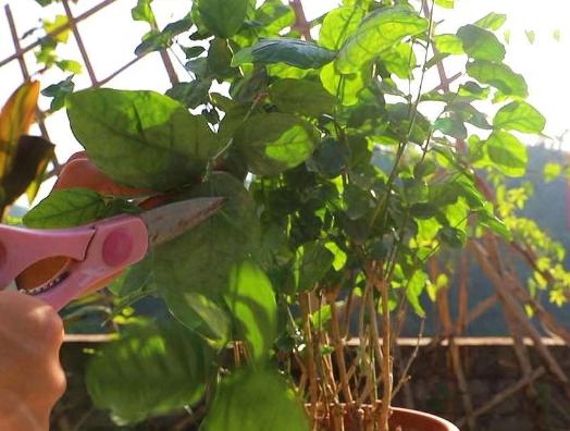 茉莉花过冬的最佳方法,茉莉花过冬枝芽全部枯萎后怎么办