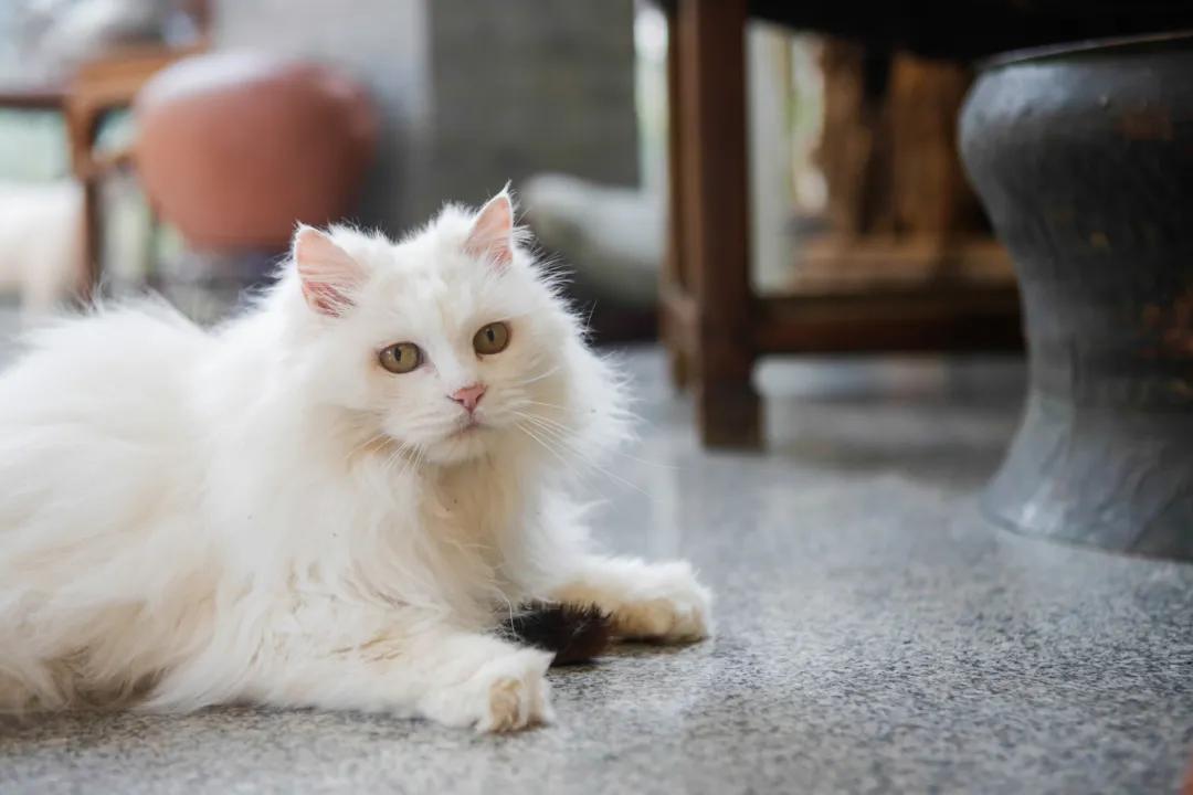 跟本喵同星座的两脚兽一定很“仙儿”