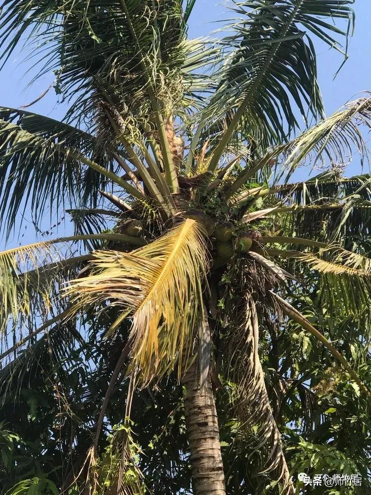 柬埔寨游记600字,柬埔寨游记美篇