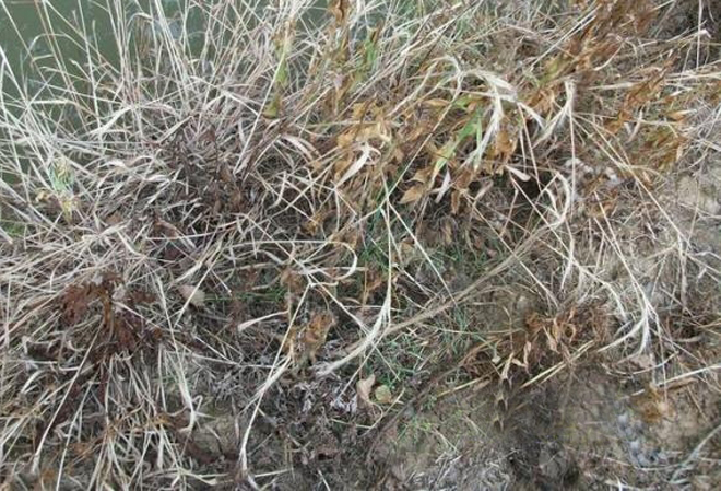 一位养殖户问：打过草甘膦的杂草，还能喂牛吗？你会如何回答？