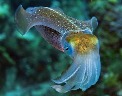 30个关于动物的冷知识,关于动物的冷知识50字