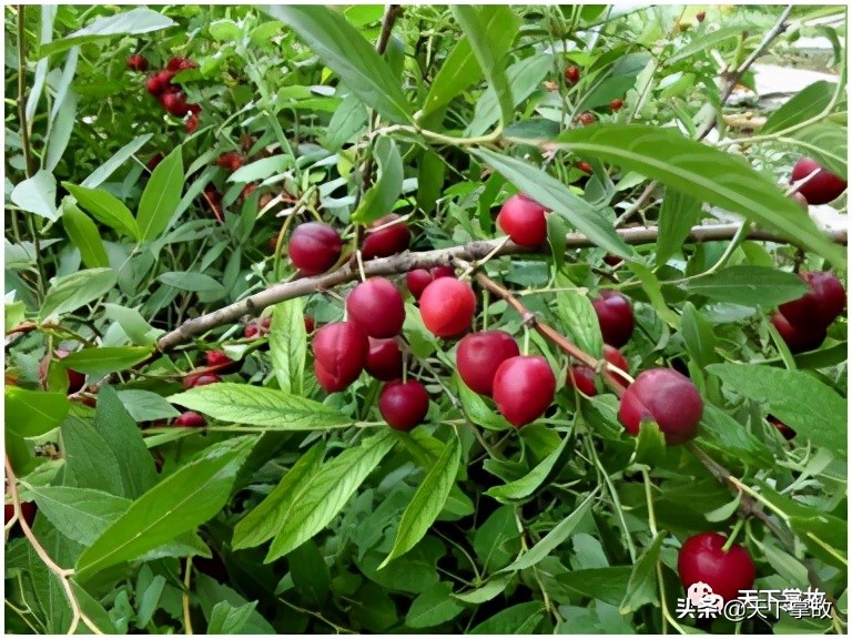 东北林区野菜野果,牧区的一种野菜