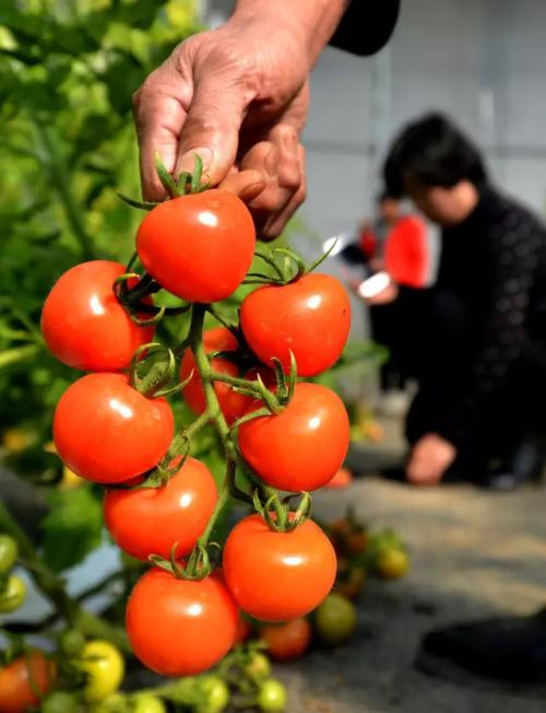 不要轻信国外产品,转基因食品不能再被误导
