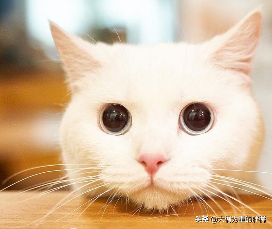 白猫“化身”*男美**子，与主人甜蜜同居，猫咪治愈剧《快过来》真甜