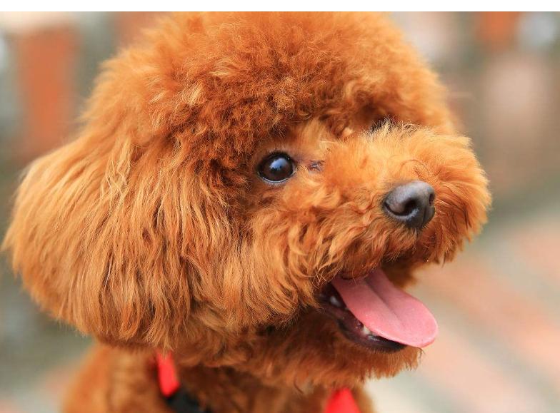 泰迪贵宾犬刚养要注意什么,泰迪贵宾犬怎么训练