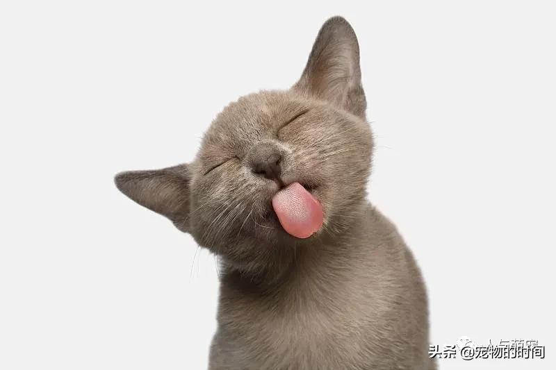 新手养猫一个月要花费多少钱,养猫最低一个月需要花多少钱