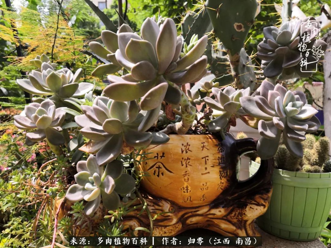 人生转个弯，在小院遇见落入凡间的多肉小精灵