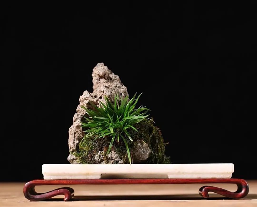 盆栽菖蒲欣赏,菖蒲盆景水培