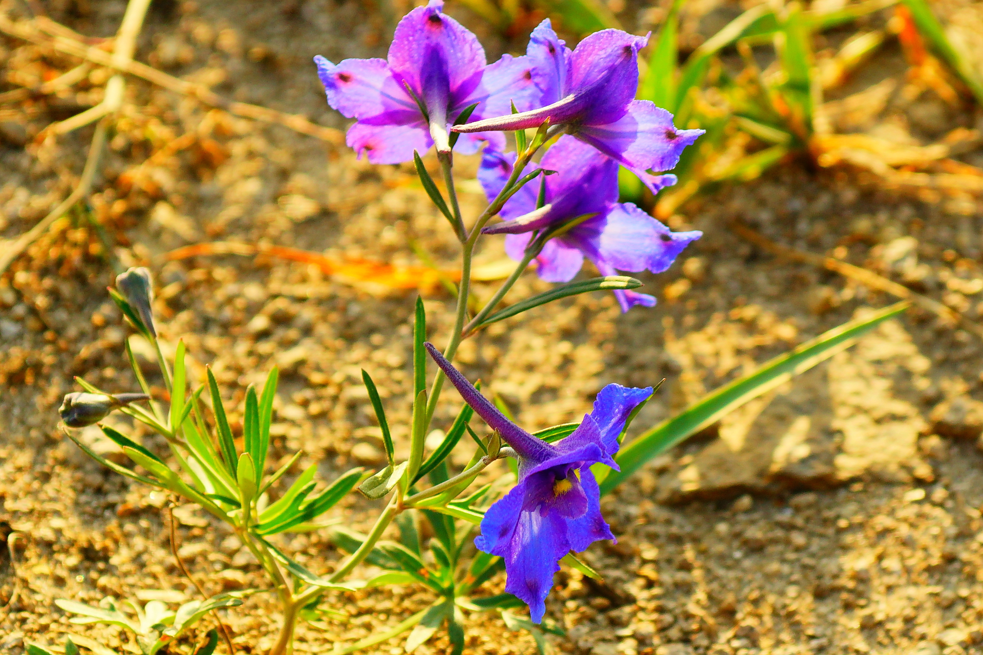 京北第一天路千松坝国家森林公园,千松坝森林公园和京北第一天路