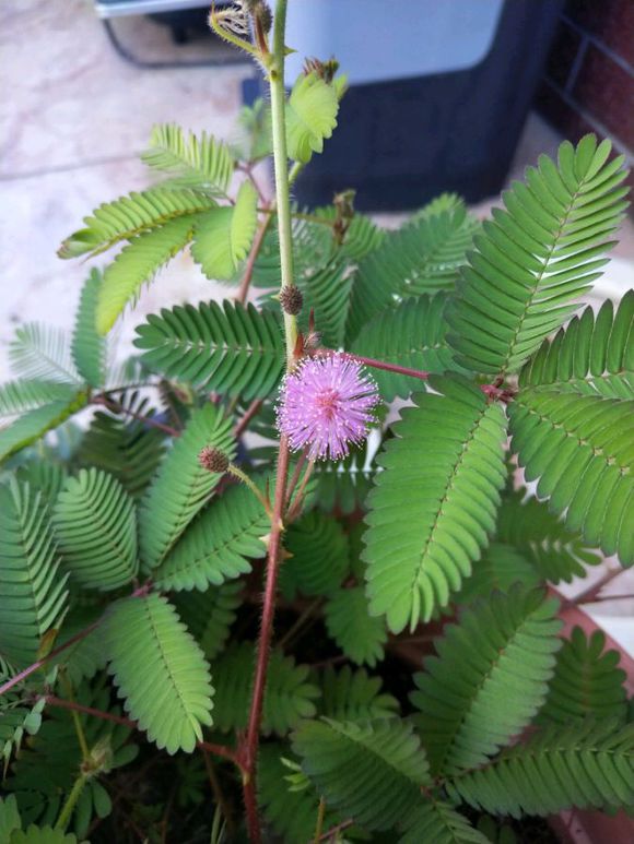 含羞草黄叶干枯怎么补救,含羞草叶片发黄枯萎怎么挽救