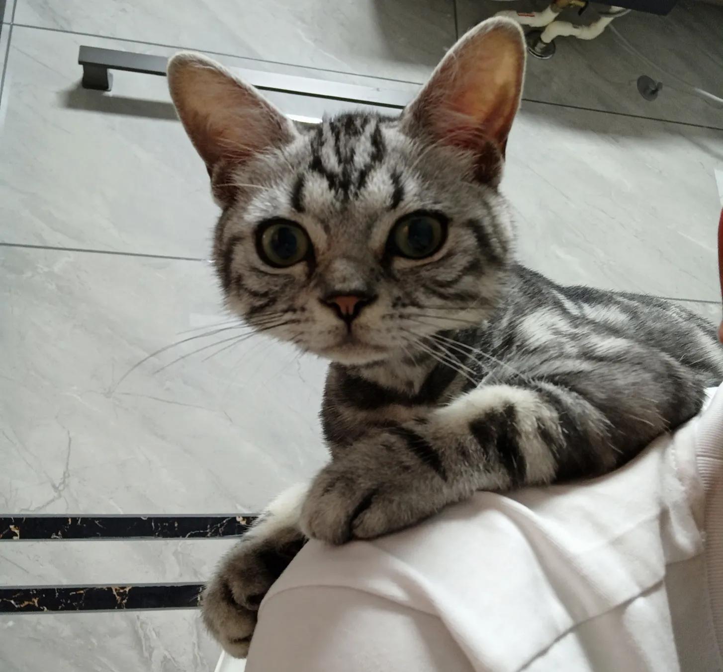 猫癣治疗的四个阶段,猫癣治愈的过程