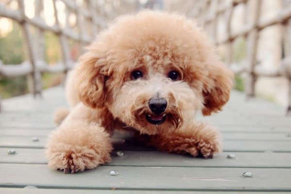 比熊和泰迪配出来的幼犬怎样挑选,如何挑选泰迪幼犬视频教程