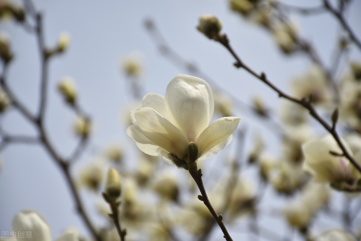 即将开花的十种植物,先长叶后开花的植物