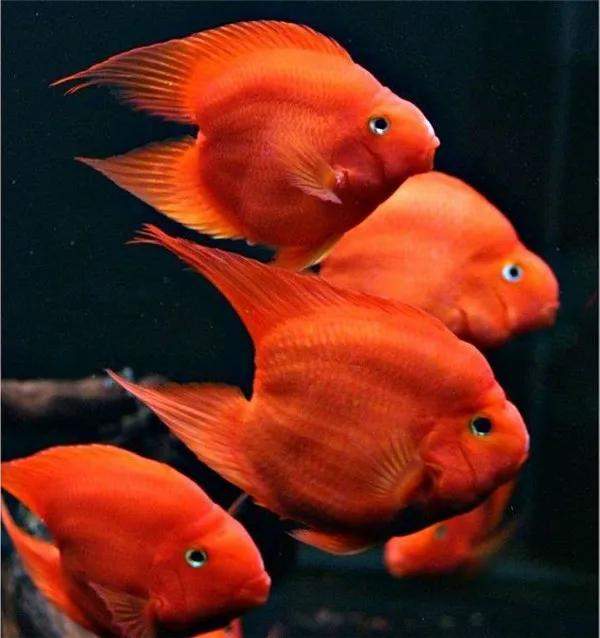 最显眼的观赏鱼品种有哪些,常见观赏鱼品种大全名字