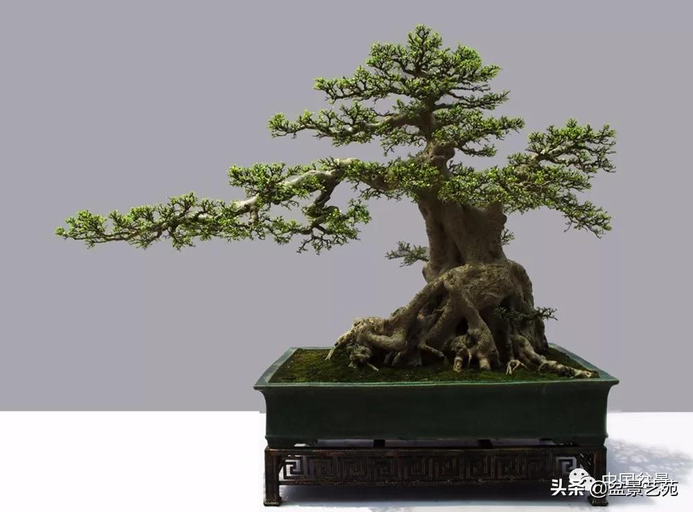玩盆景必备栽种知识,观赏盆景的意境