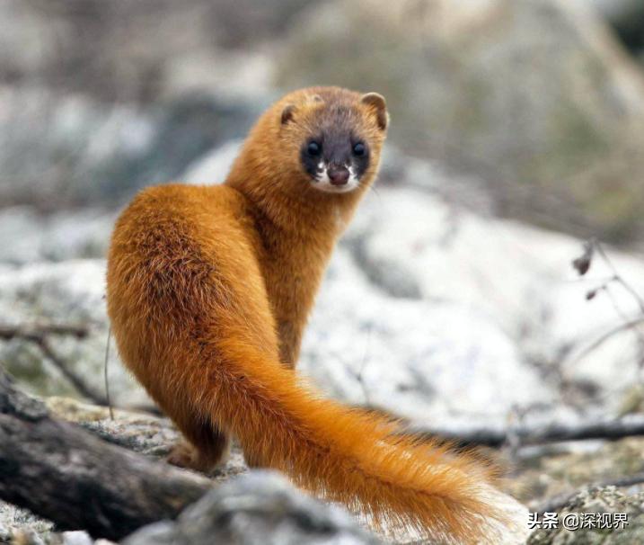 黄鼠狼为什么没有人工养殖,黄鼠狼有没有人工养殖