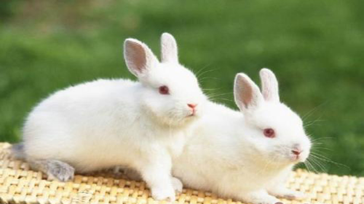 最全5种金属探测仪,小兔子探测仪