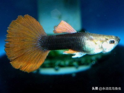 孔雀鱼尾鳍怎么超大,孔雀鱼尾鳍分类