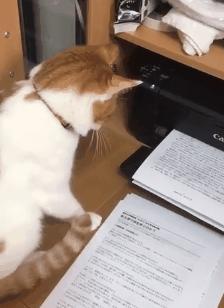 你根本不知道，养只猫有多幸福！